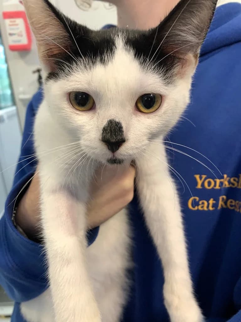 Mr Hope, male puppy Mixed Breed Cat for adoption at Yorkshire Cat Rescue