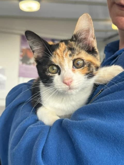 Treacle, female puppy Mixed Breed Cat for adoption at Yorkshire Cat Rescue