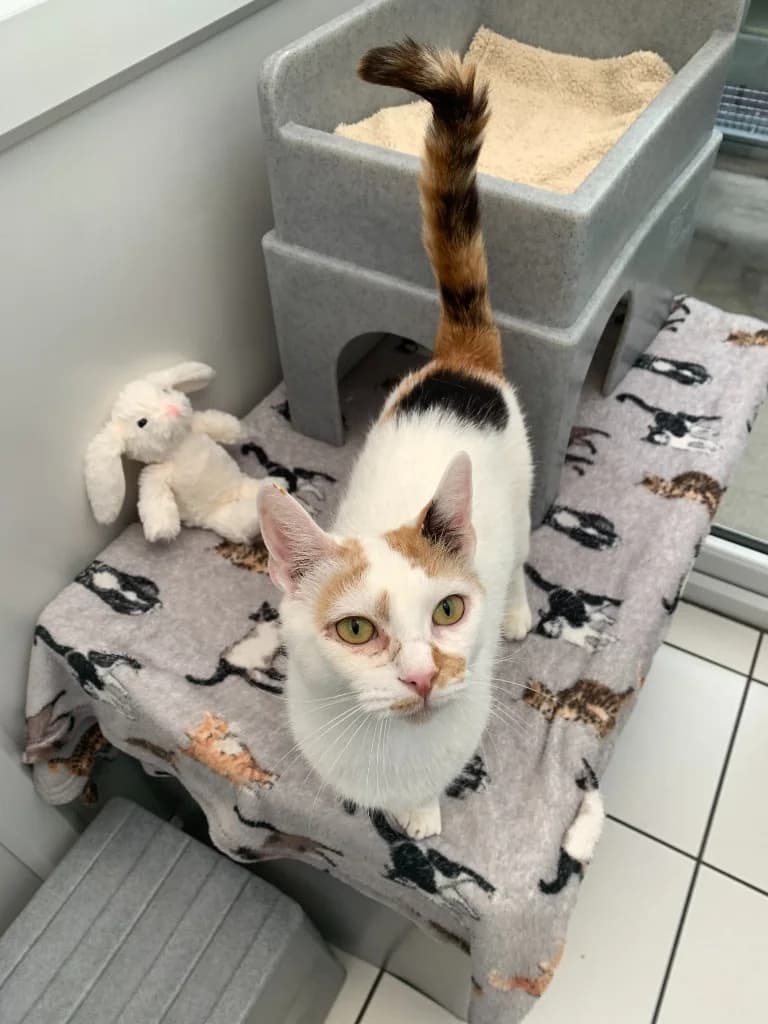 Kitti, female young Mixed Breed Cat for adoption at Yorkshire Cat Rescue