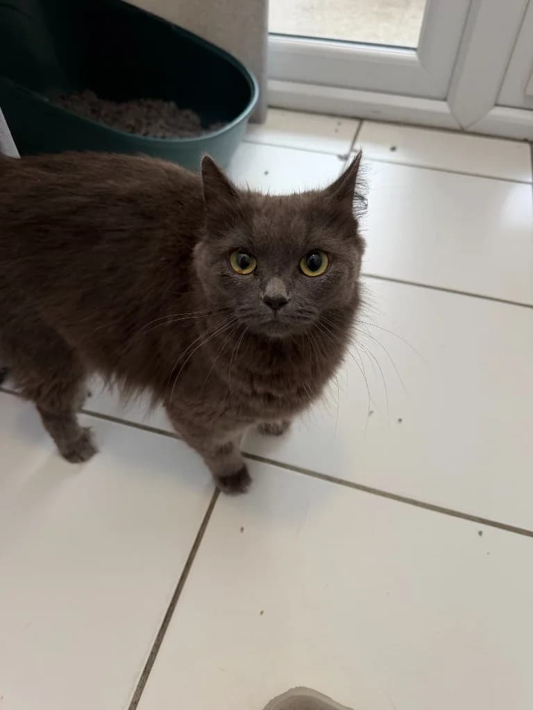 Dodger, female young mixed breed for adoption at Yorkshire Cat Rescue