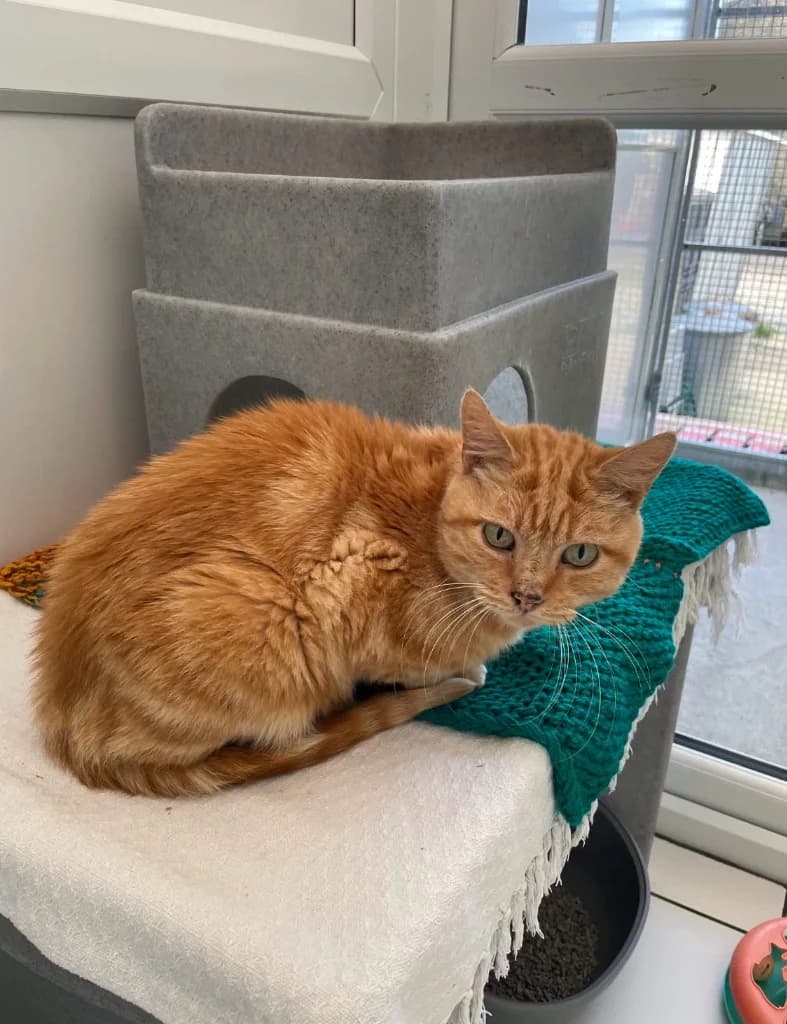Ginger Nut, male senior Mixed Breed Cat for adoption at Yorkshire Cat Rescue