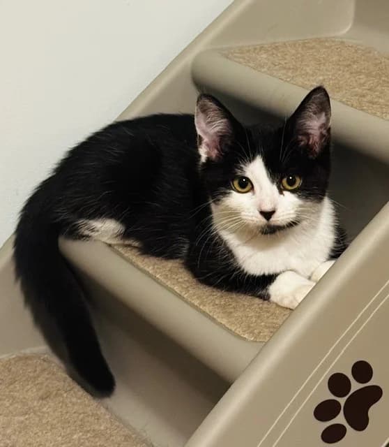 Esther, female puppy Mixed Breed Cat for adoption at Yorkshire Cat Rescue