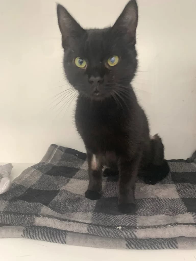Mog, female puppy Mixed Breed Cat for adoption at Yorkshire Cat Rescue