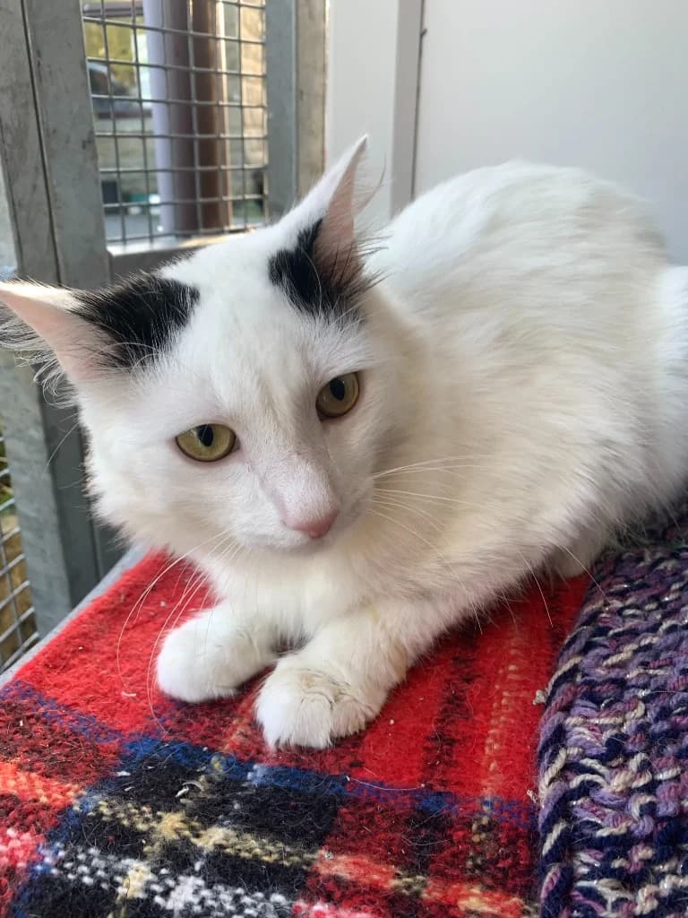 Snowboo, male young mixed breed for adoption at Yorkshire Cat Rescue
