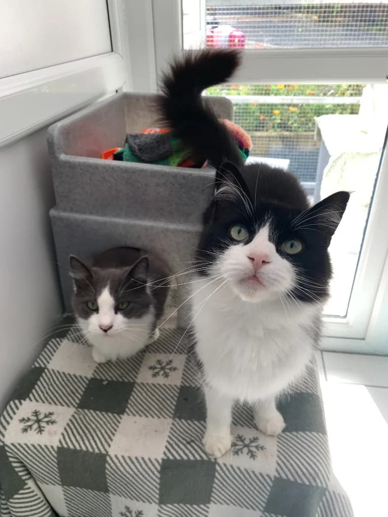 Jasper & Bandit, male 5yo mixed breed for adoption at Yorkshire Cat Rescue
