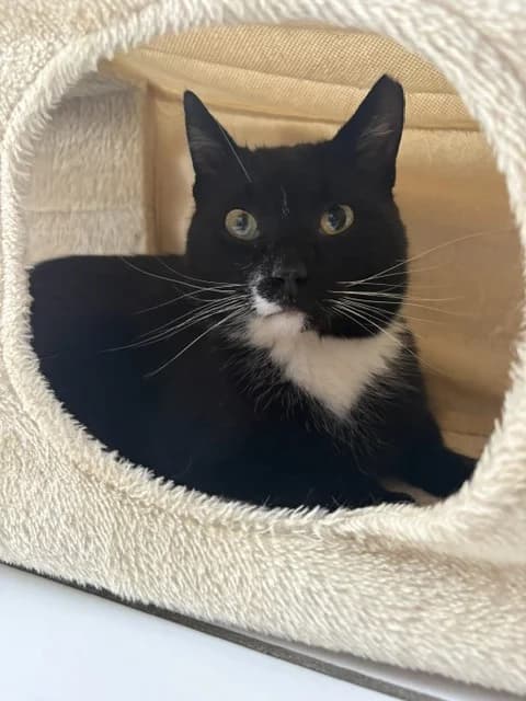 Mr Agnoos, male 5yo Mixed Breed Cat for adoption at Yorkshire Cat Rescue