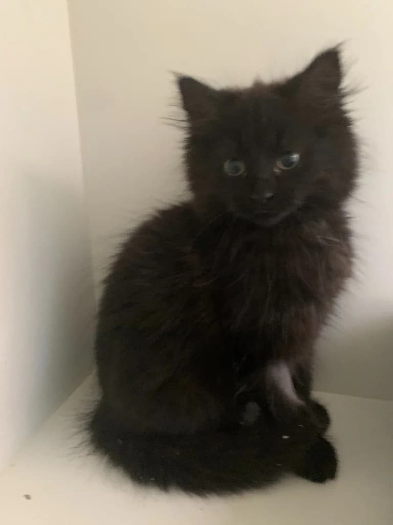 Mrs Moon, female puppy mixed breed for adoption at Yorkshire Cat Rescue