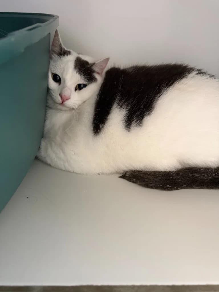 Valerie, female young Mixed Breed Cat for adoption at Yorkshire Cat Rescue