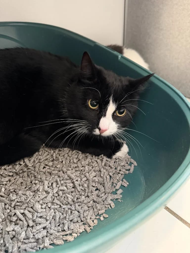 Ziggy, male young Mixed Breed Cat for adoption at Yorkshire Cat Rescue