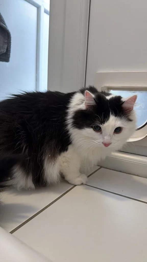 Ozzy, male young Mixed Breed Cat for adoption at Yorkshire Cat Rescue