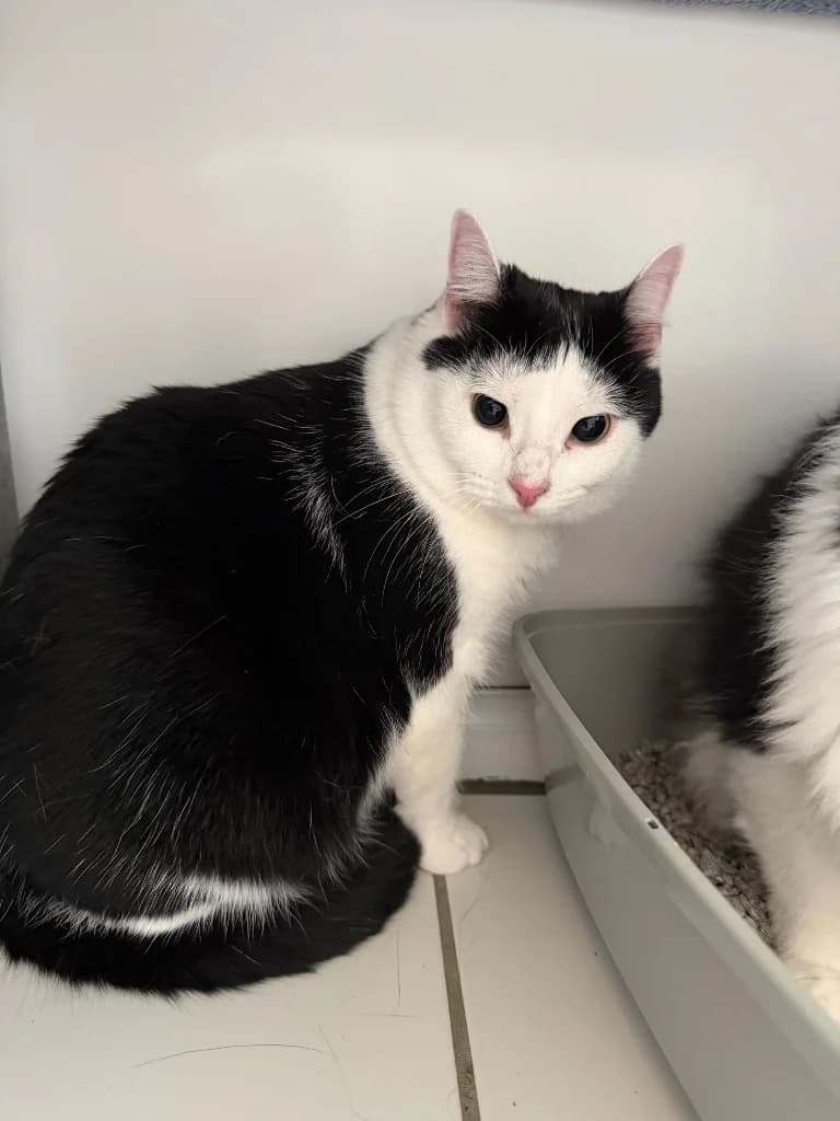 Suzy, female young Mixed Breed Cat for adoption at Yorkshire Cat Rescue