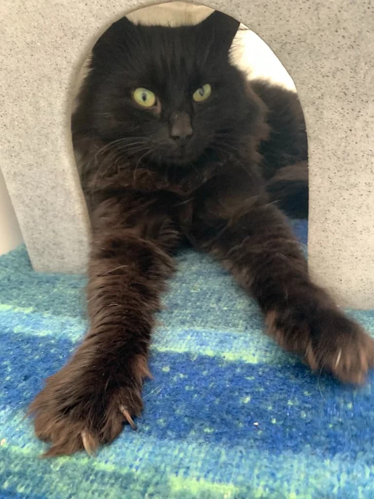 Flaubert, male young Mixed Breed Cat for adoption at Yorkshire Cat Rescue