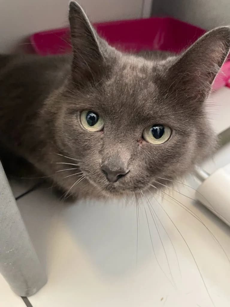 Coco, female senior mixed breed for adoption at Yorkshire Cat Rescue
