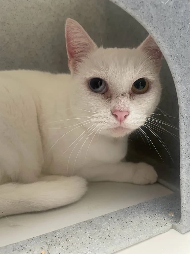 Snow, female 3yo Mixed Breed Cat for adoption at Yorkshire Cat Rescue