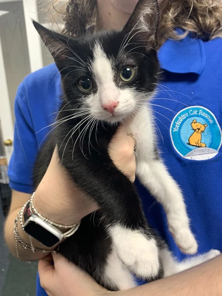Oreo, male puppy Mixed Breed Cat for adoption at Yorkshire Cat Rescue