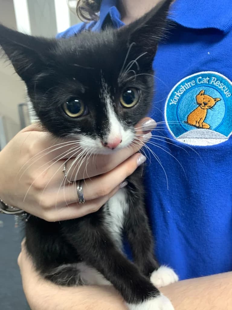 Gizmo, male puppy Mixed Breed Cat for adoption at Yorkshire Cat Rescue