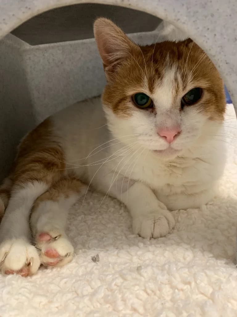 Spike, male 6yo Mixed Breed Cat for adoption at Yorkshire Cat Rescue