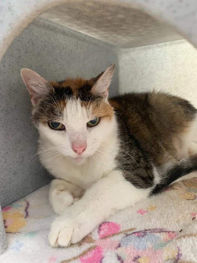 Cinamon, female senior Mixed Breed Cat for adoption at Yorkshire Cat Rescue