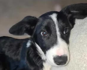 Bruce, young mixed breed for adoption at ...