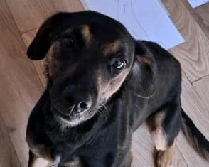 Zola, mixed breed for adoption at ...