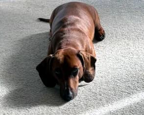 Dexter, 4yo mixed breed for adoption at ...