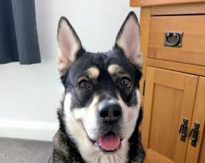 Lucy, young mixed breed for adoption at ...