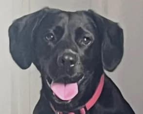 Milly, mixed breed for adoption at ...