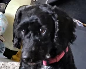 Minnie, 4yo mixed breed for adoption at ...