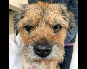 Monty, senior mixed breed for adoption at ...