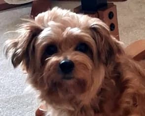 Narlah, 7yo mixed breed for adoption at ...