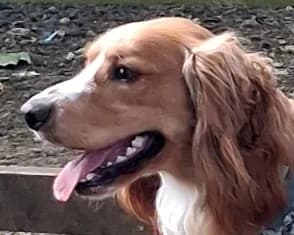 Sonny, young mixed breed for adoption at ...