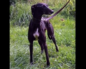 Storm, 4yo mixed breed for adoption at ...