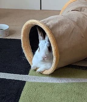 Aspen, male 3yo Mixed Breed for adoption at Yorkshire Rabbit Retreat