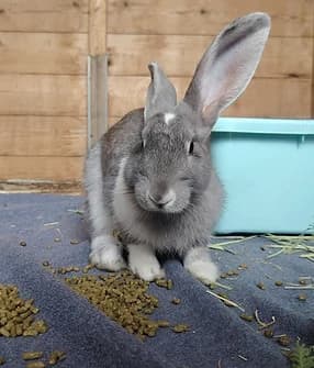 Jordy, male Mixed Breed for adoption at Yorkshire Rabbit Retreat