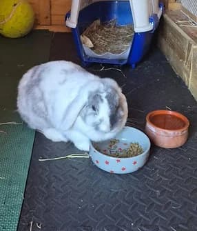 Lottie, female Mixed Breed for adoption at Yorkshire Rabbit Retreat