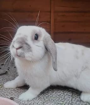 Maggie, female Mixed Breed for adoption at Yorkshire Rabbit Retreat