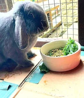 Newt, male Mixed Breed for adoption at Yorkshire Rabbit Retreat