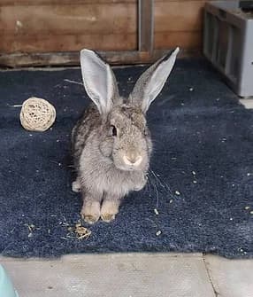 Rafferty, male Mixed Breed for adoption at Yorkshire Rabbit Retreat