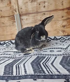 Raya, female Mixed Breed for adoption at Yorkshire Rabbit Retreat