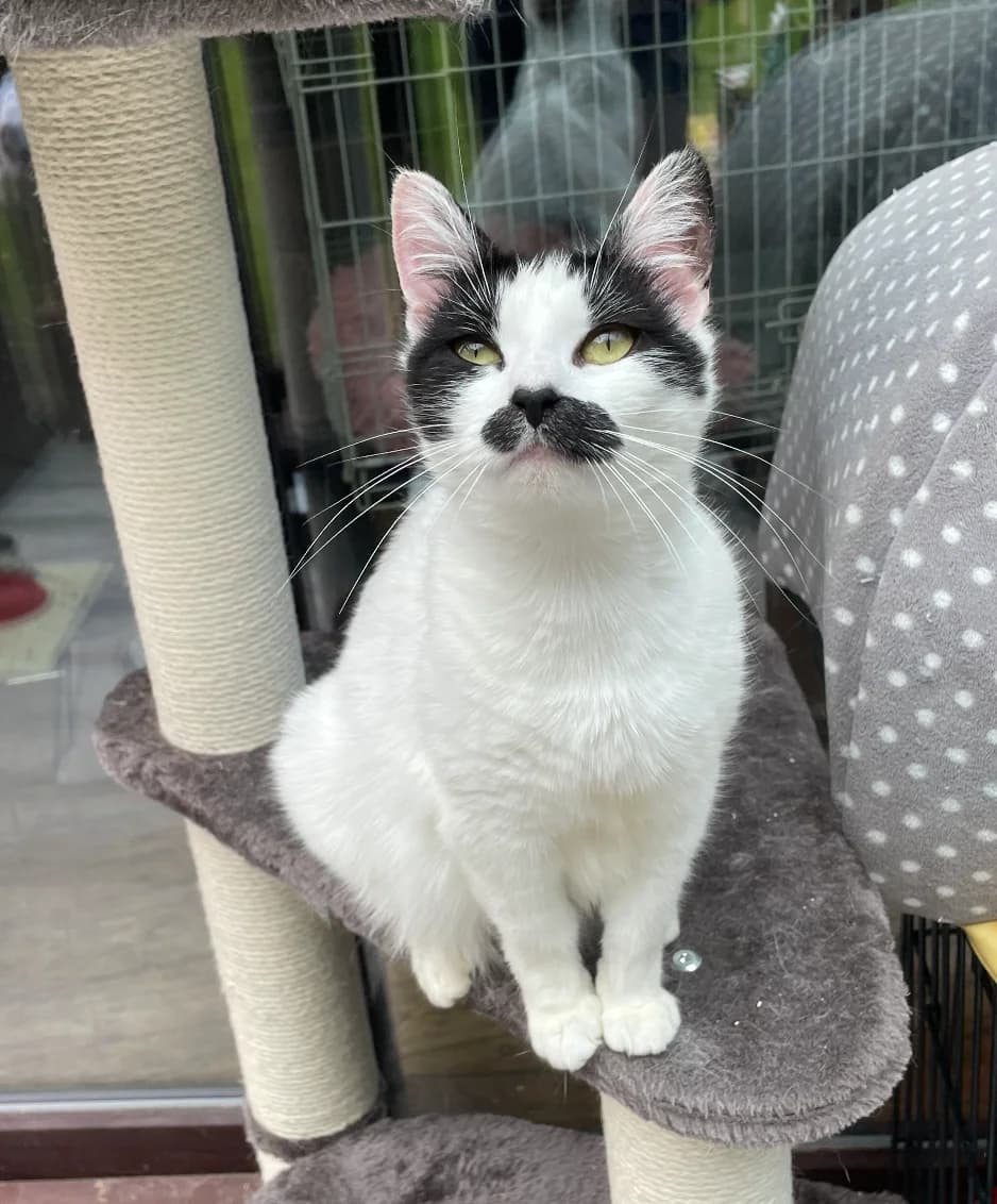 Freddie, female puppy Mixed Breed Cat for adoption at The Yorkshire Rescue, Yorkshire