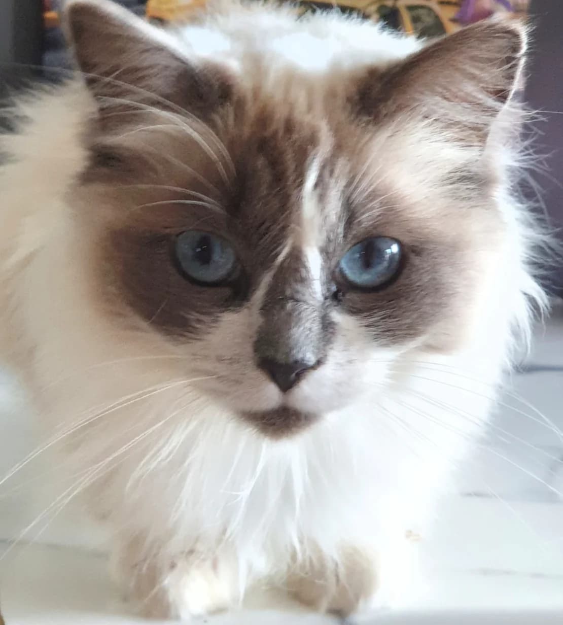 Jasmine *Applications not yet open*, female 7yo Ragdoll for adoption at The Yorkshire Rescue, Yorkshire