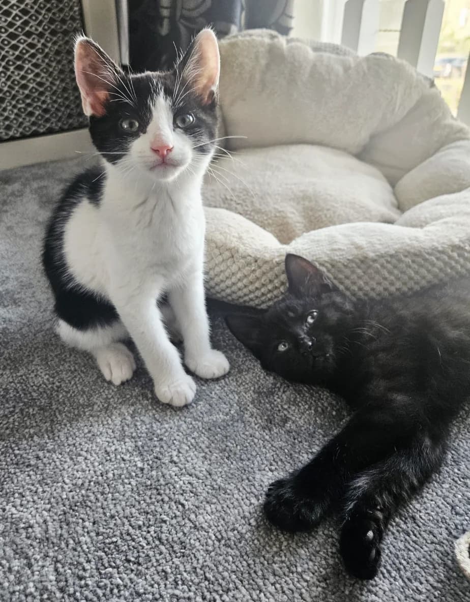 Maggie & May, female puppy Mixed Breed for adoption at The Yorkshire Rescue, Yorkshire