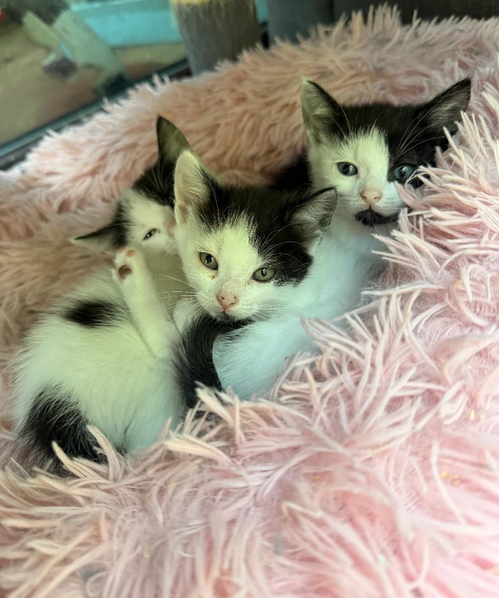 Queen Kittens, female puppy Mixed Breed for adoption at The Yorkshire Rescue, Yorkshire