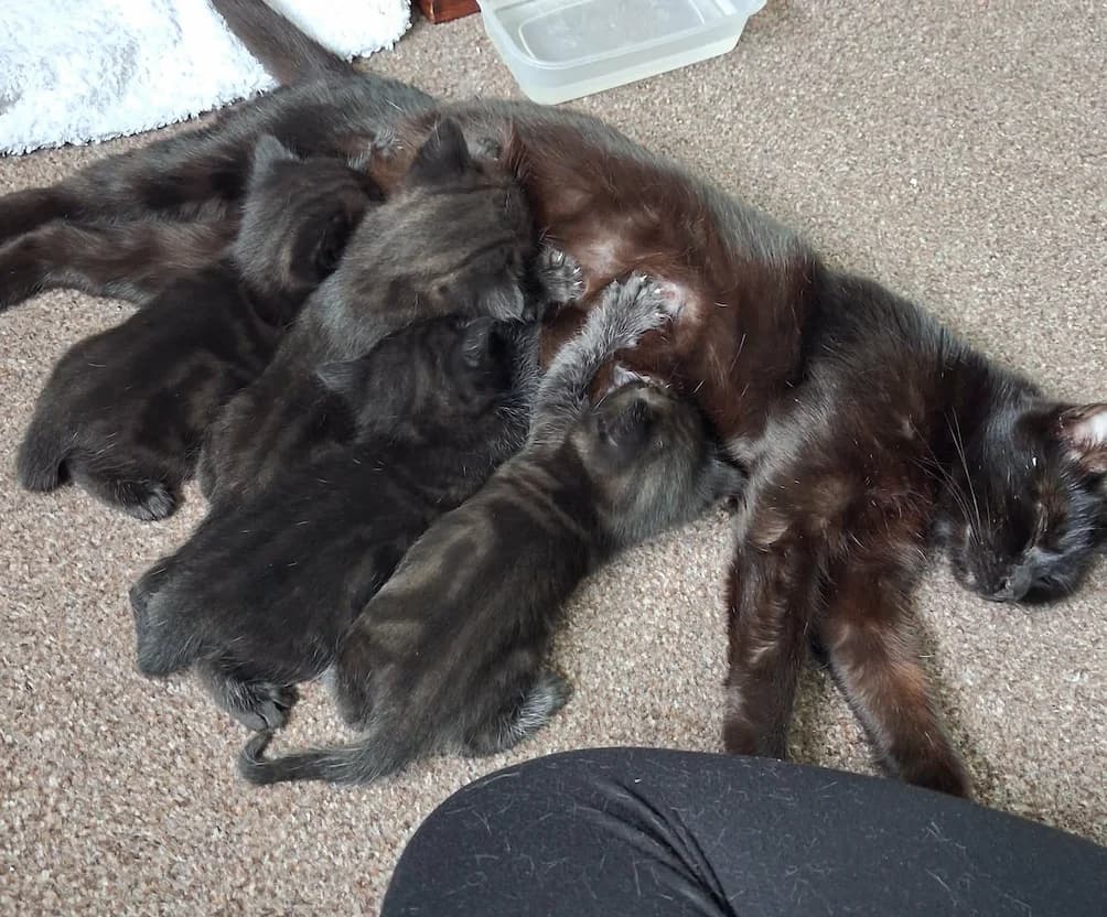 Storm's Kittens, female puppy Mixed Breed for adoption at The Yorkshire Rescue, Yorkshire