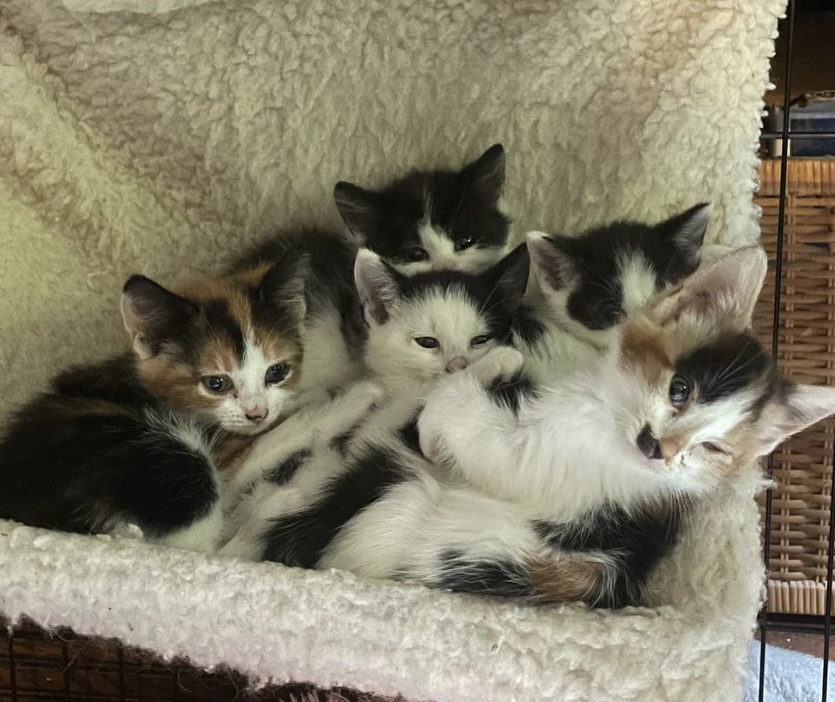 Teacup Kittens, female puppy Mixed Breed for adoption at The Yorkshire Rescue, Yorkshire