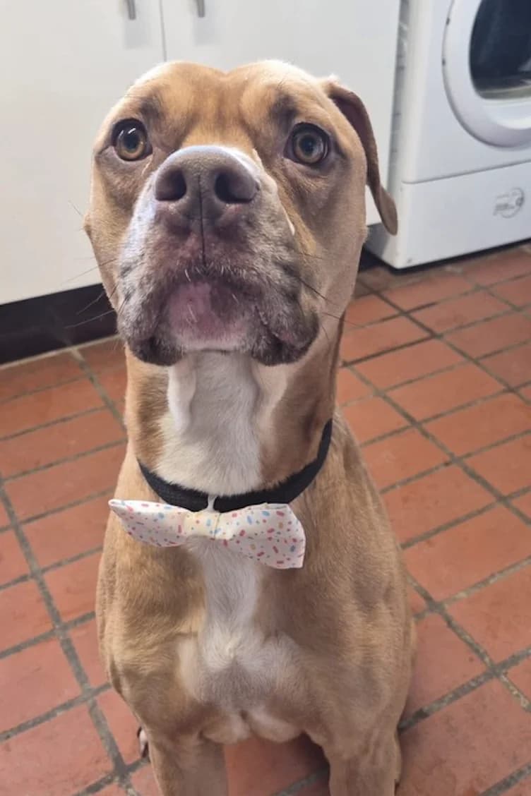 Alan *Applications not yet open*, male Staffordshire Bull Terrier for adoption at The Yorkshire Rescue, Yorkshire