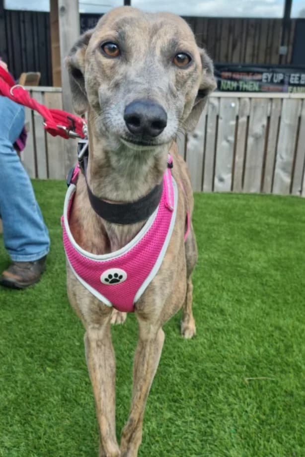 Autumn, female 6yo mixed breed for adoption at The Yorkshire Rescue, Yorkshire
