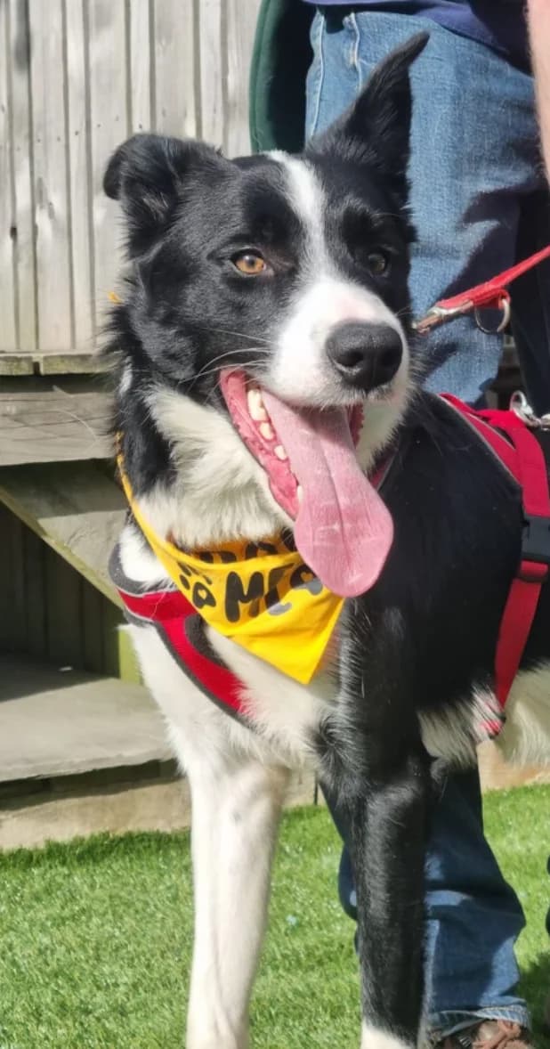 Bolt, male young Border Collie for adoption at The Yorkshire Rescue, Yorkshire
