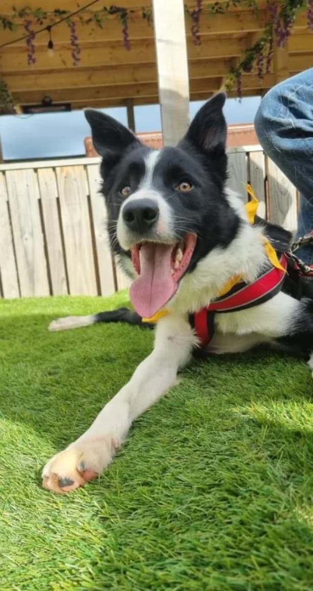 Bolt, male puppy Border Collie for adoption at The Yorkshire Rescue, Yorkshire