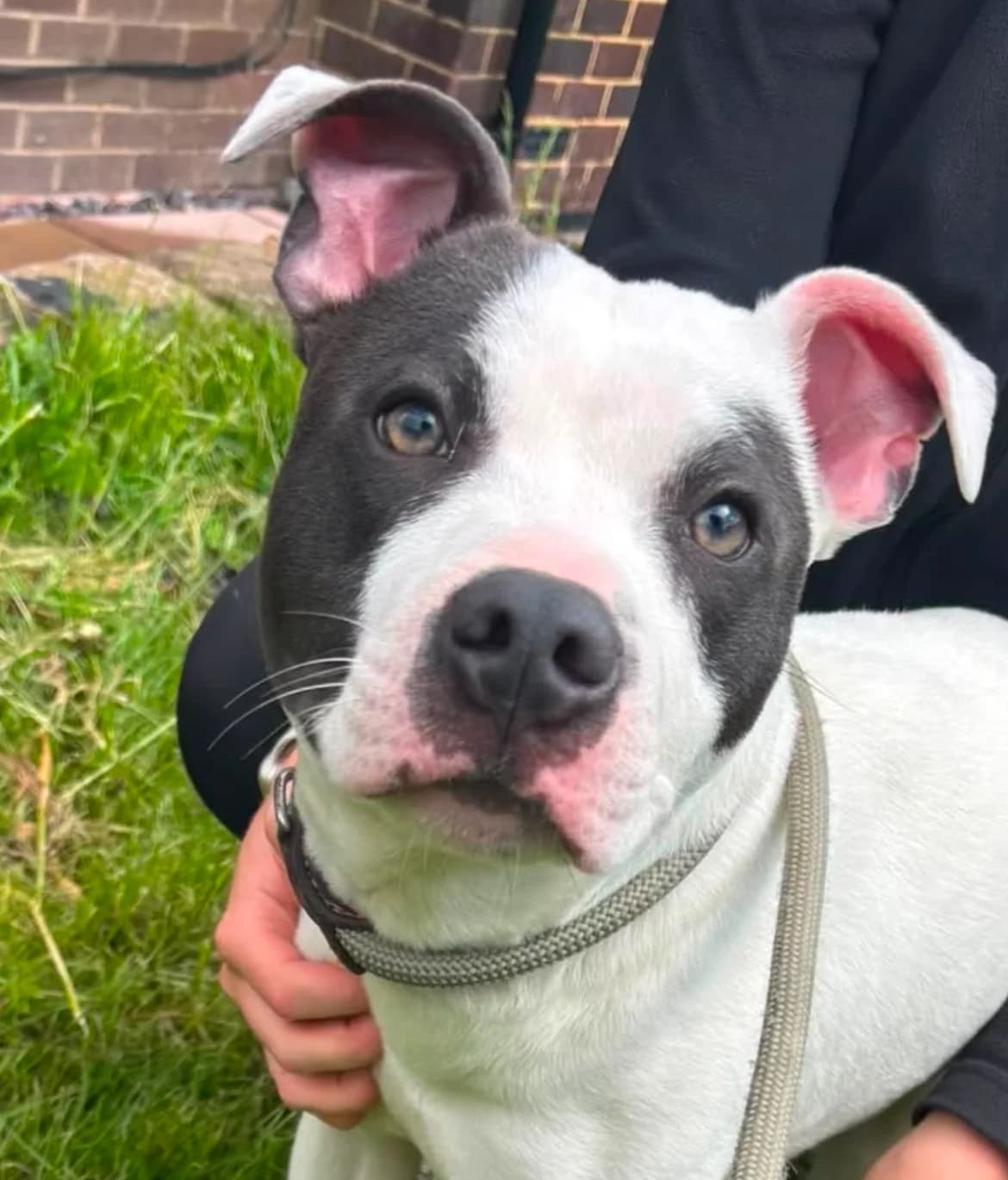 Custard, male puppy Staffordshire Bull Terrier for adoption at The Yorkshire Rescue, Yorkshire